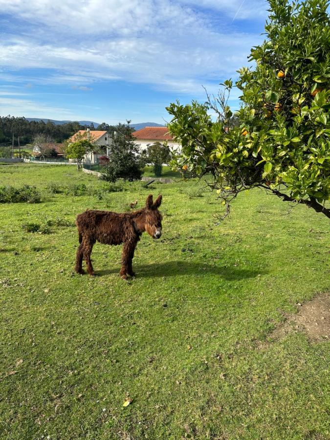 Quintinha Do Martins Lejlighed Reboreda Eksteriør billede